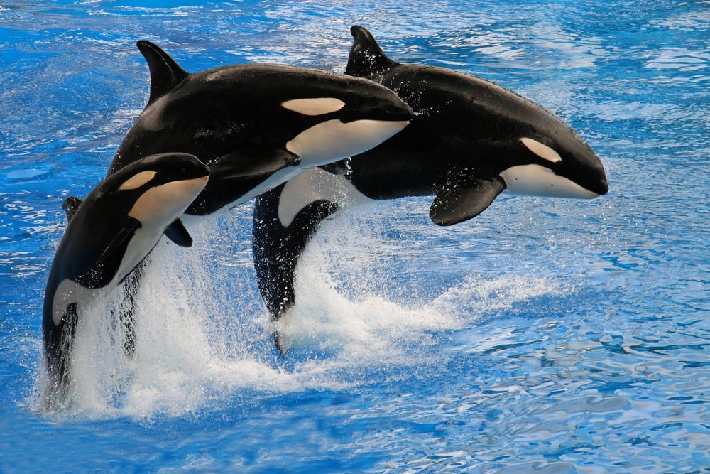 Why Do Orcas Smash Giant Sunfish So Hard They Explode?