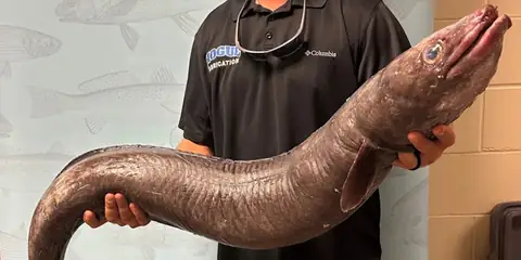 Mississippi Fisherman Catches Record-Breaking Slimy Conger Eel